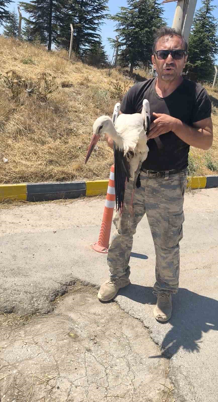 Eskişehir Büyükşehir Belediyesi çöplüğünde bacağı kırık halde bulunan leylek 4 gündür yardım bekliyor