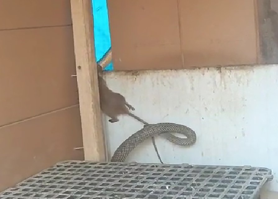 Yılanın fareyi yakaladığı anlar kamerada