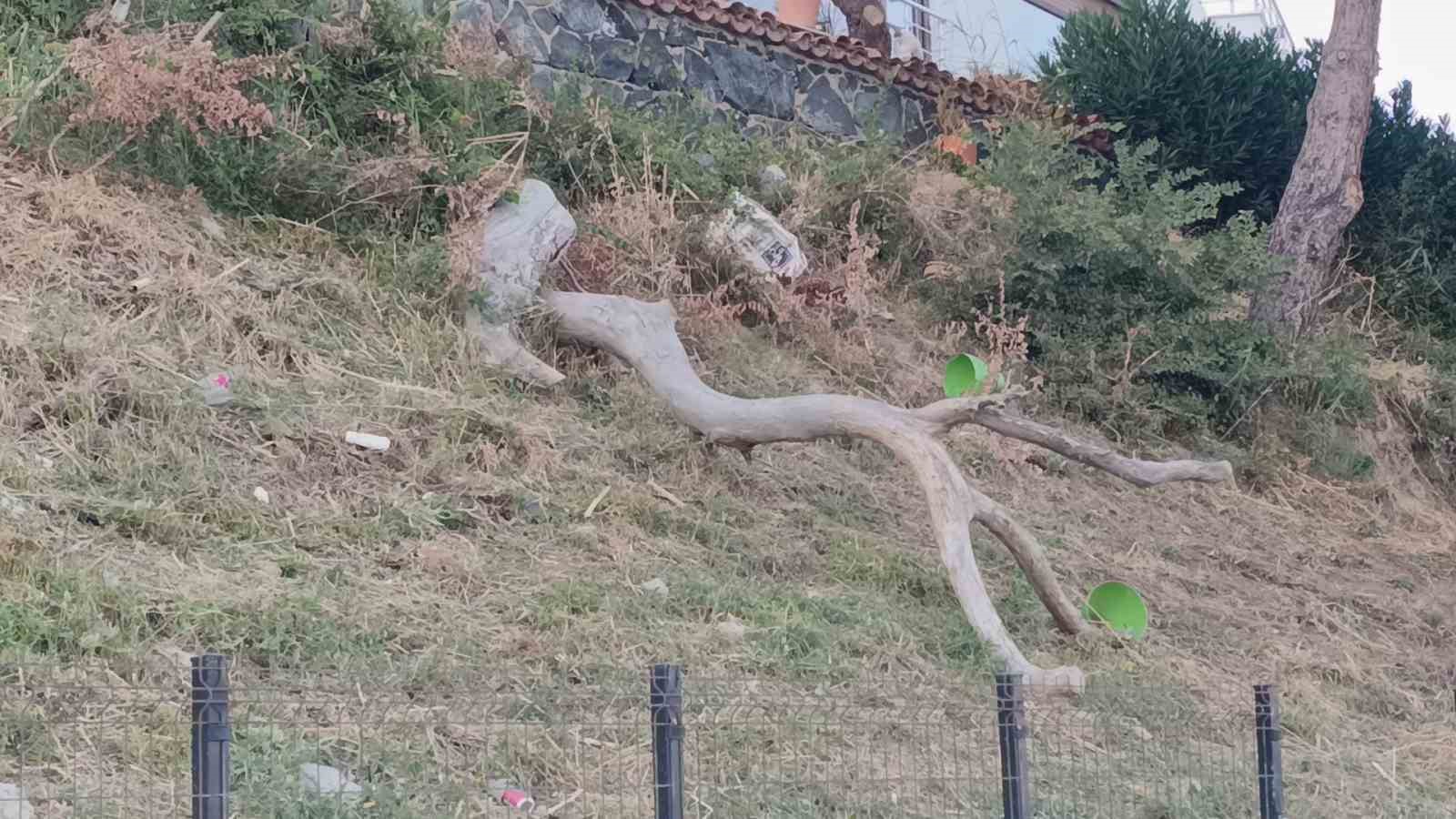 Tekirdağ’da poyraz ağaçları devirdi