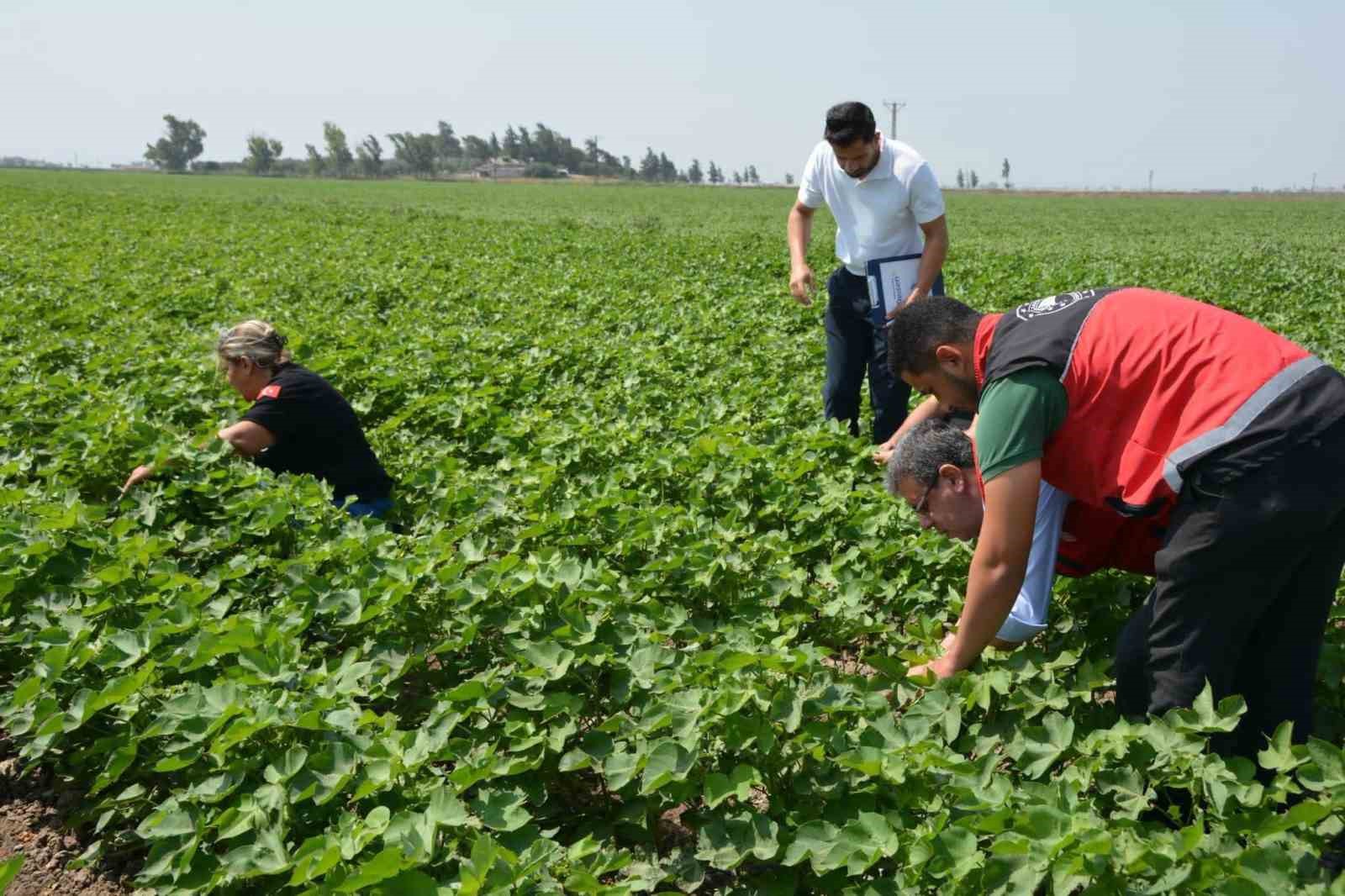 Hatay’da pamuk, soya ve ayçiçeği üretim alanları kontrol edildi