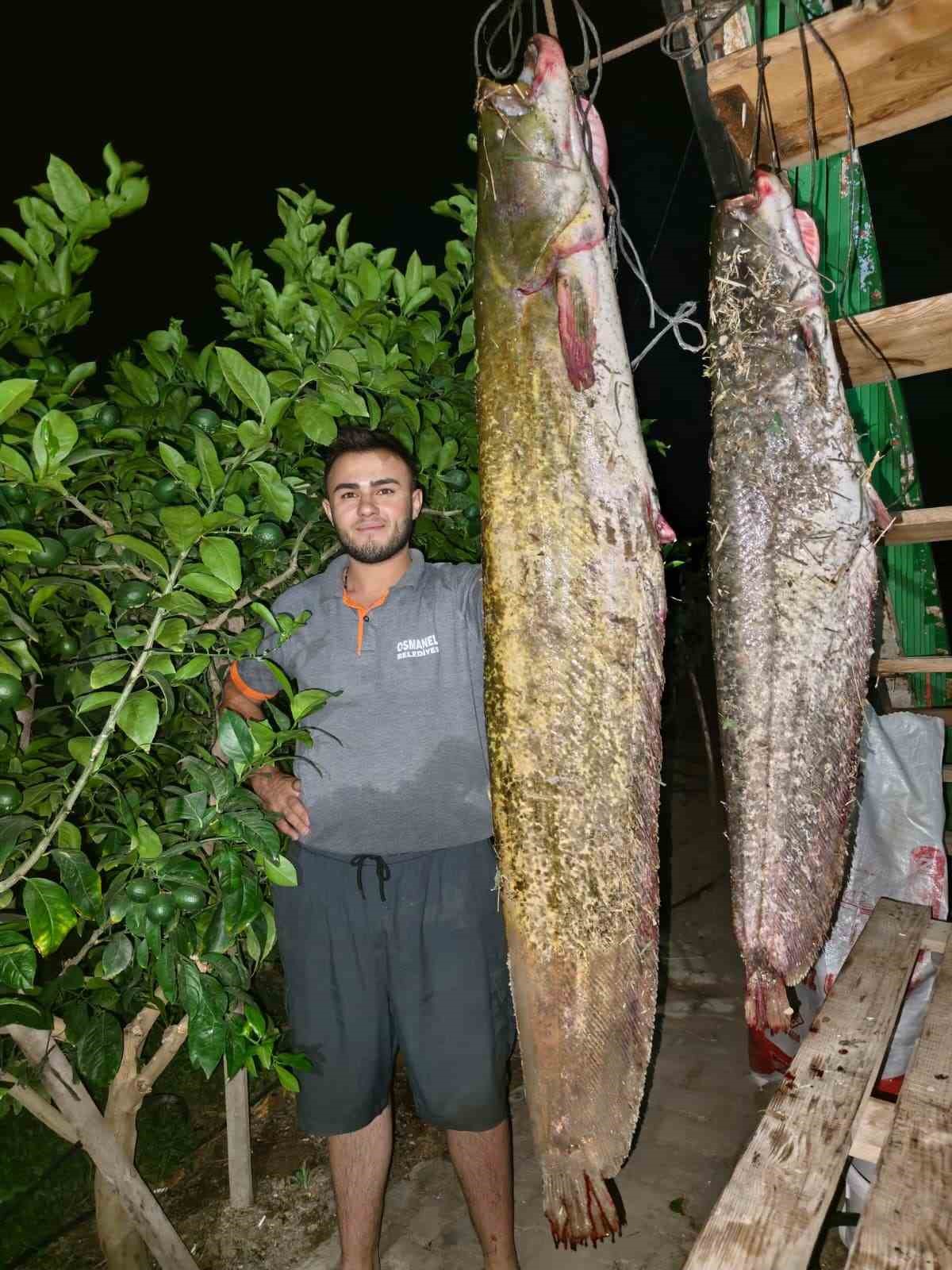 Sakarya Nehri’nden 34 kiloluk dev yayın çıktı