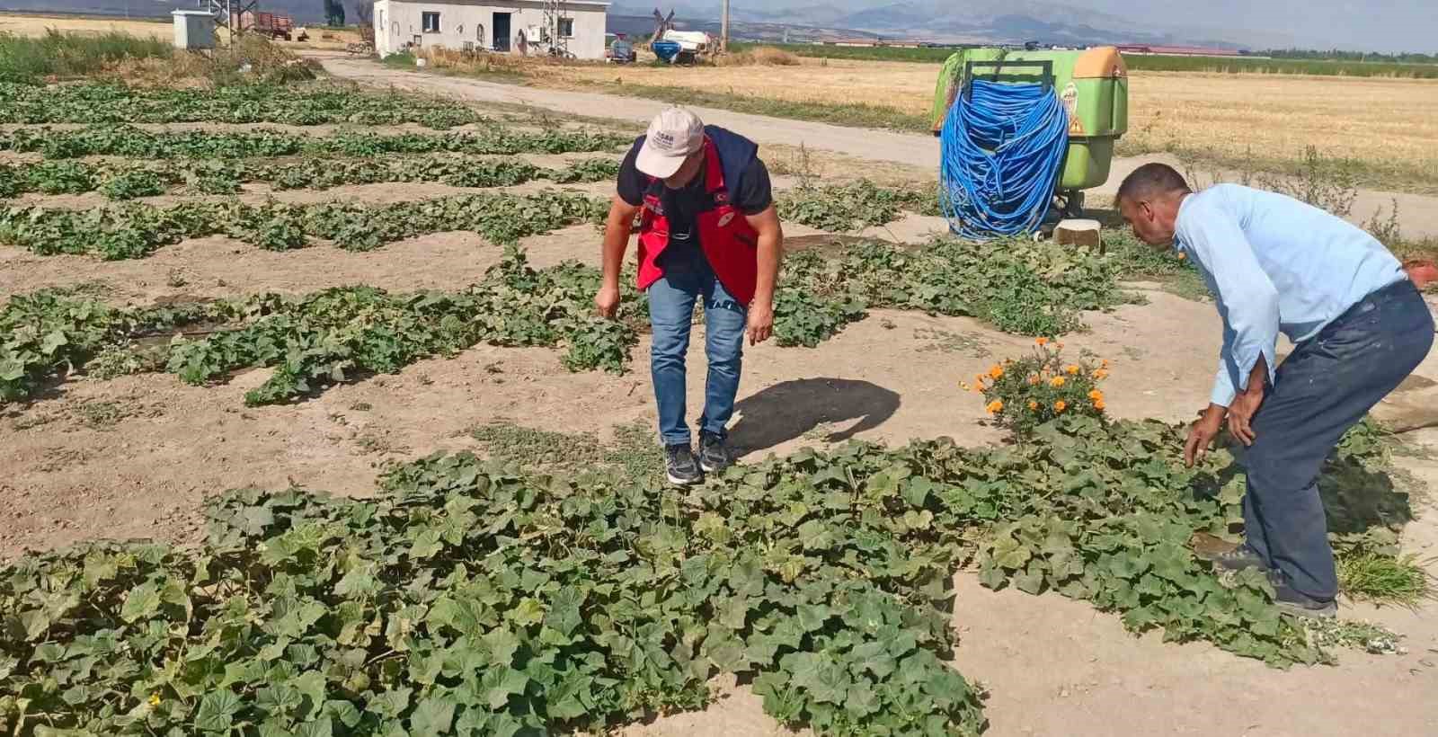 Ürün verim ve rekolte tahmin çalışmaları sürüyor