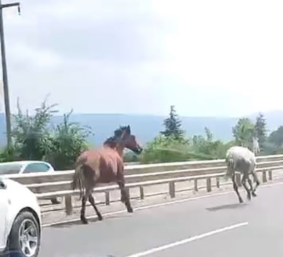 Başıboş atlar trafikte araçlarla yarıştı