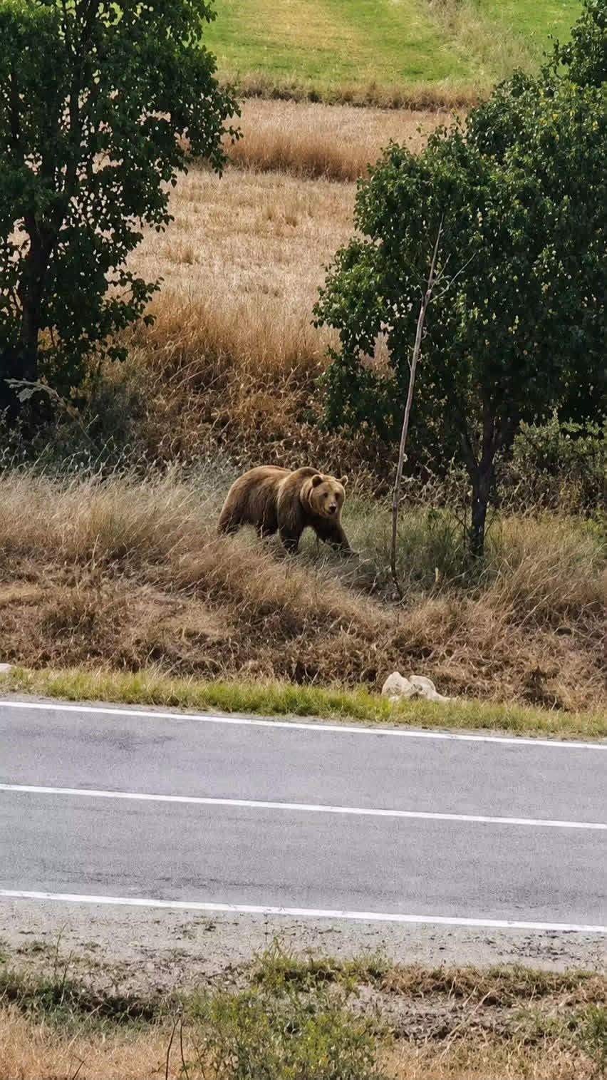 Subaşı beldesinde bozayı paniği