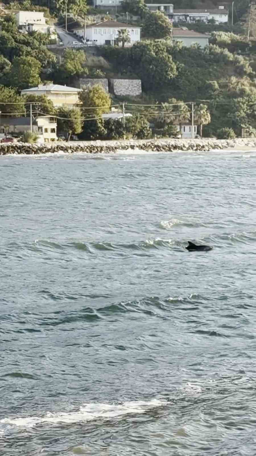 Bursa’da yunusun görsel şöleni kamerada