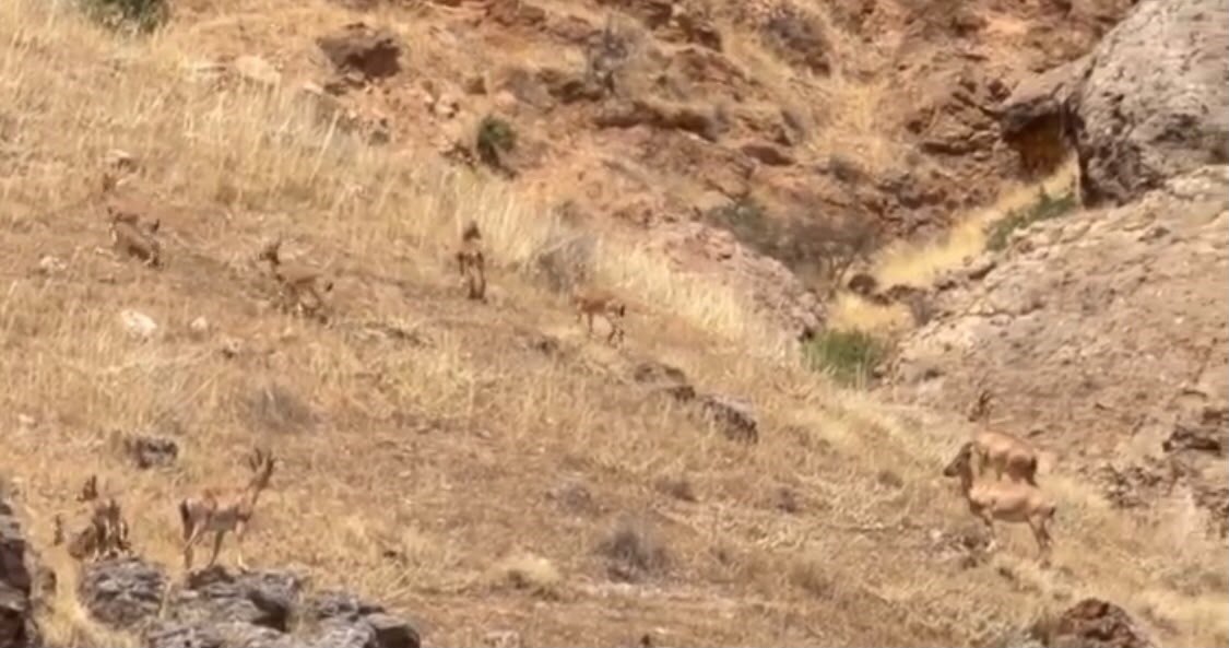 Malatya’da koruma altındaki yaban keçileri sürü halinde görüntülendi
