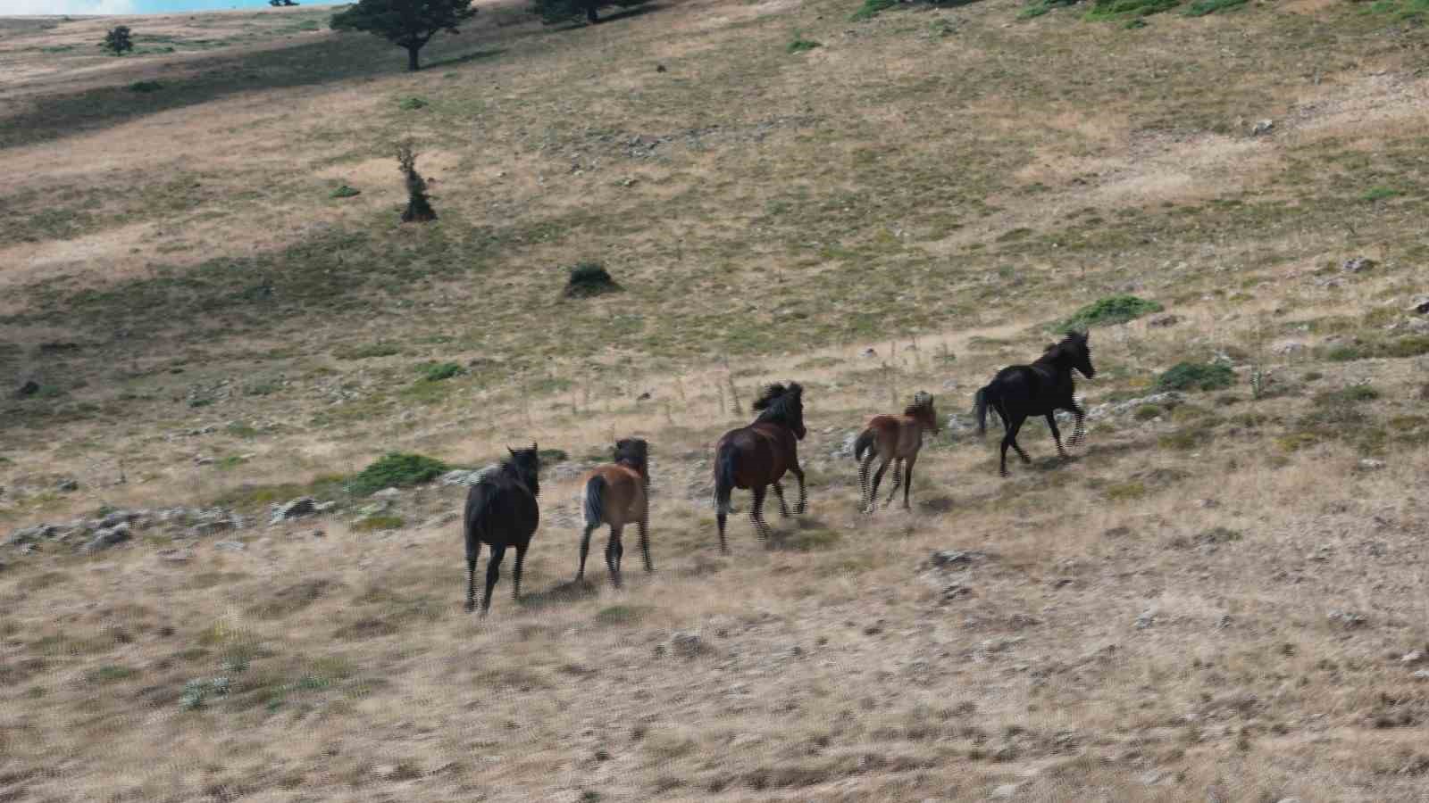 Yaban hayatının simgelerinden olan yılkı atları, yaylalarda görüntülendi