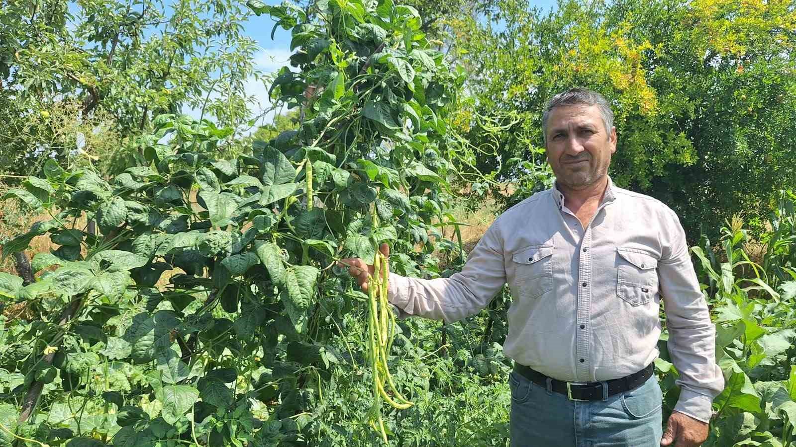 Börülce üreticisinin yüzü gülüyor