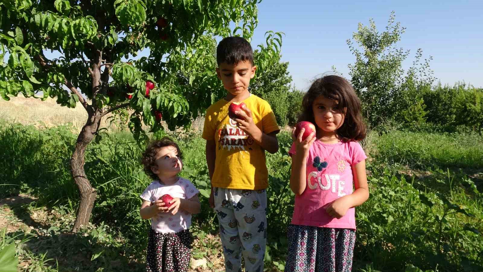 Malatya’da kayısıya yeni rakip: Santa Maria armudu ve nektarin