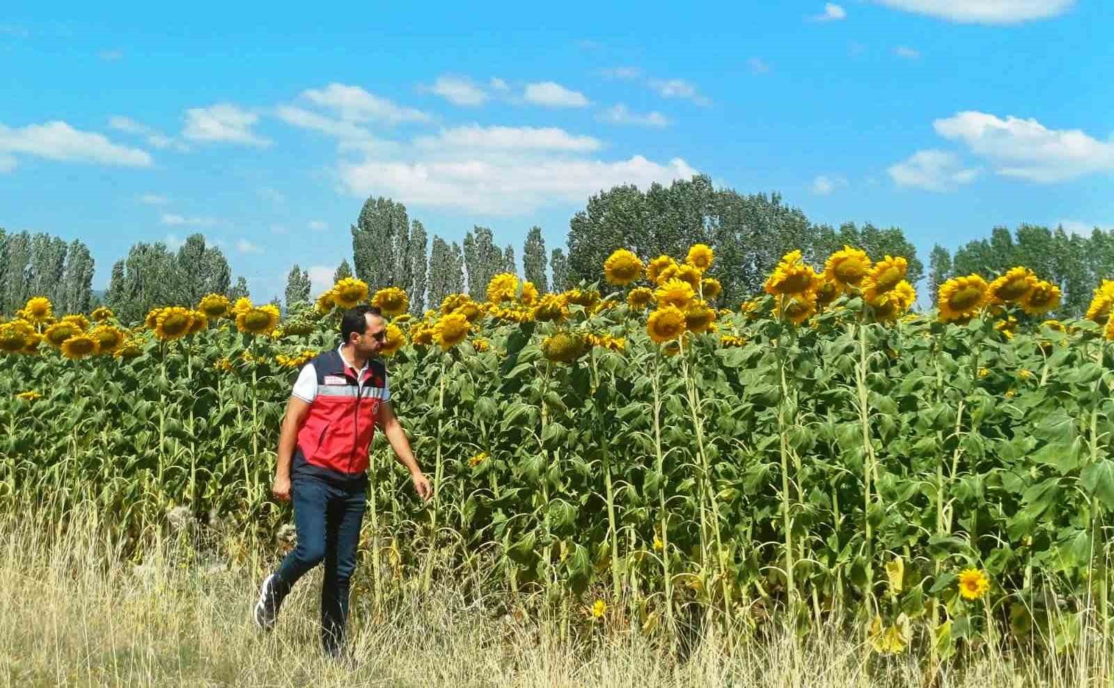 Çavdarhisar’da çerezlik ayçiçeği projesinde arazi kontrolleri