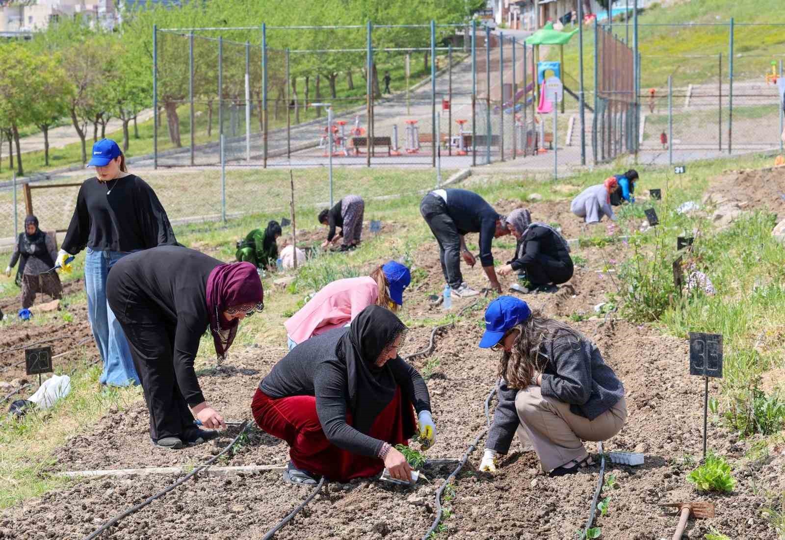 Toprakta hayat, sofrada bereket: Mahalle Bostanları’nda yaz hasadı