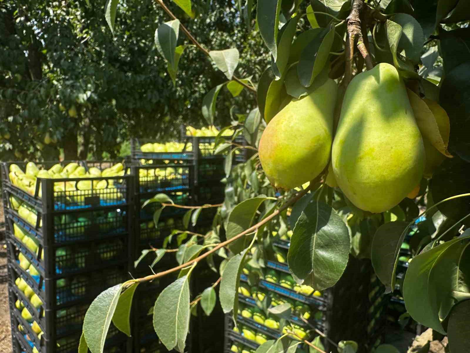 İtalyanların "zor" diyerek bıraktığı armutta Gürsu bu yıl rekora gidiyor