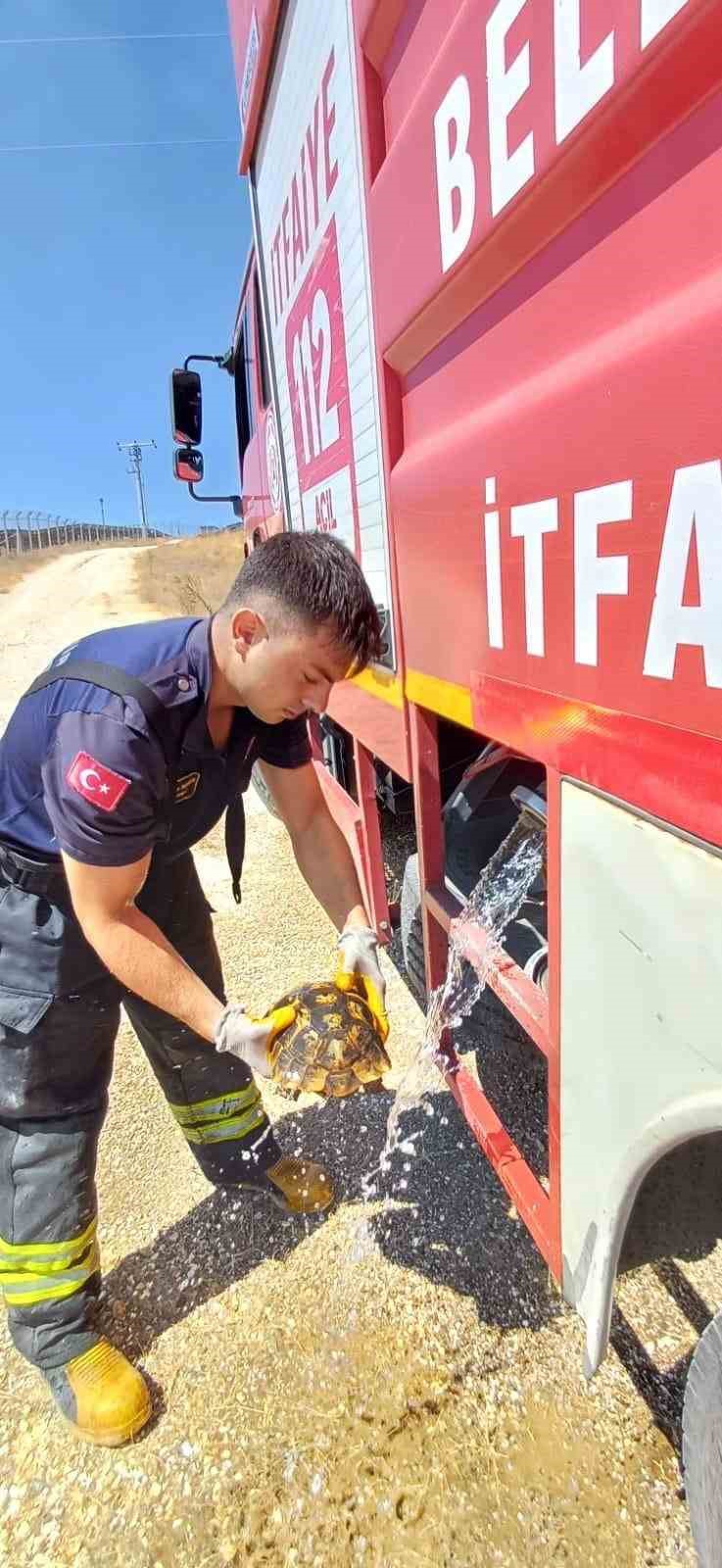 Eskişehir’de alevlerin arasında kalan kaplumbağayı itfaiye kurtardı