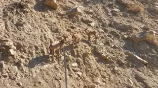 Tunceli’de nesli tükenme tehlikesi altında olan dağ keçileri görüntülendi