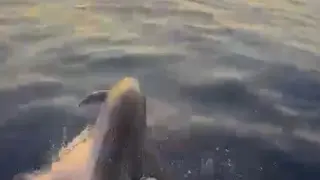Alanya açıklarında yunusların şovu turistleri mest etti