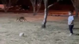 Çanakkale’de minik çocuğun topunu tilki böyle çaldı