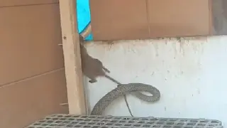 Yılanın fareyi yakaladığı anlar kamerada