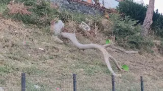 Tekirdağ’da poyraz ağaçları devirdi