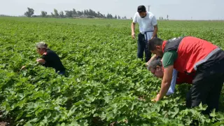Hatay’da pamuk, soya ve ayçiçeği üretim alanları kontrol edildi
