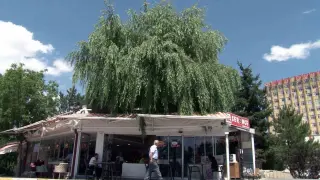 Kesmeye kıyamadığı salkım söğüdü, işletmenin simgesi oldu