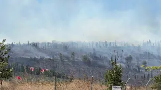 Kocaeli’de ormanlık alanda yangın: Bölgeye ekipler sevk edildi