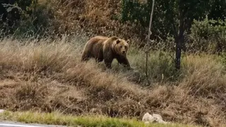 Subaşı beldesinde bozayı paniği