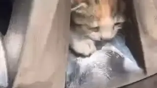 Aracın teker kısmına sıkışan kediler kurtarıldı
