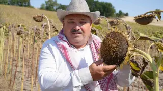 Edirne’de ayçiçeği üreticisinin yüzü bu yıl verimle güldü