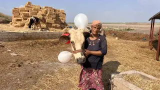 Buzağıları ve ineği telef olan kadın, Şanlıurfa’dan gelen iyilik dolu kamyonetle mutluluk gözyaşları döktü