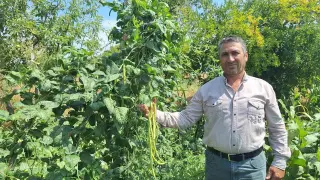 Börülce üreticisinin yüzü gülüyor