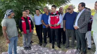 Tescilli Birecik patlıcanında hasat başladı