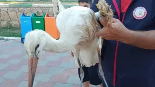 Reyhanlı’da yaralı leylek ekipler tarafından kurtarıldı