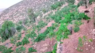 Gercüş’te domuz sürüsü bağ ve fıstık bahçelerine zarar verdi