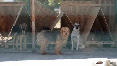 Bolu’da 8 ayda 621 kedi ve köpek sahiplendirildi