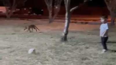 Çanakkale’de minik çocuğun topunu tilki böyle çaldı