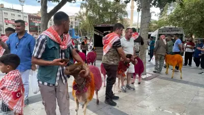 Koyunlar sudan önce bulvardan geçti