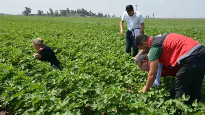 Hatay’da pamuk, soya ve ayçiçeği üretim alanları kontrol edildi