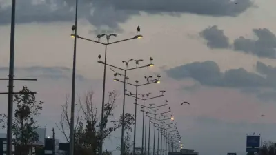 Çorlu’da ilginç manzara: Direkler, ağaçlar ve tarlalar leyleklerle doldu