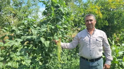 Börülce üreticisinin yüzü gülüyor