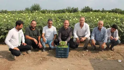 Erzin’de bereketli bamya hasadı başladı