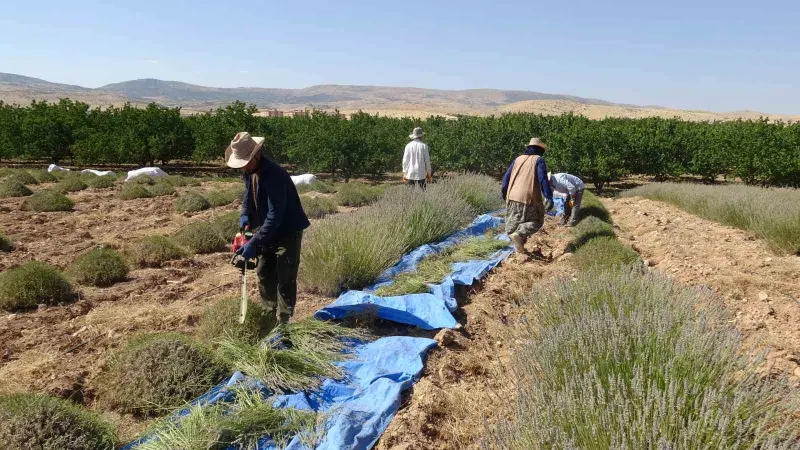 Malatya’da kavurucu sıcak altında lavanta hasadı