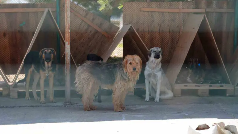 Bolu’da 8 ayda 621 kedi ve köpek sahiplendirildi