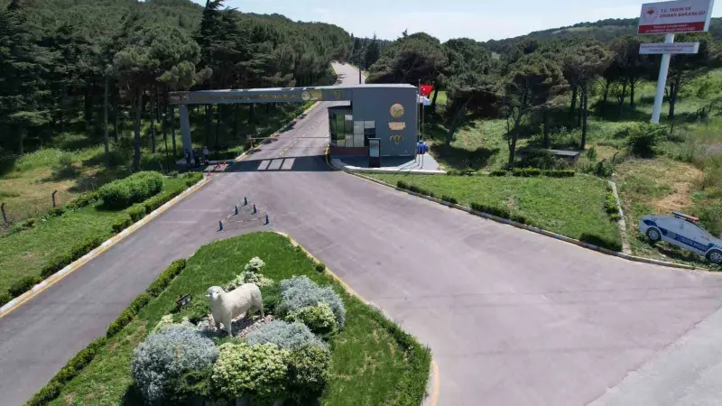 Bandırma Koyunculuk Araştırma Enstitüsü’nün TÜBİTAK projesine destek