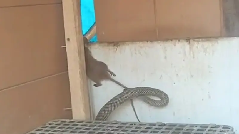 Yılanın fareyi yakaladığı anlar kamerada