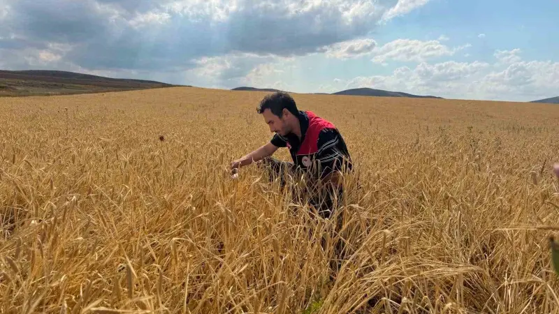 Bayburt’ta hububat tarlalarında sarı pas hastalığı kontrolü yapıldı