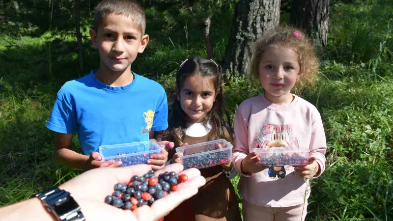 Sarıkamış’ta dağ çileği ve yaban mersini bereketi