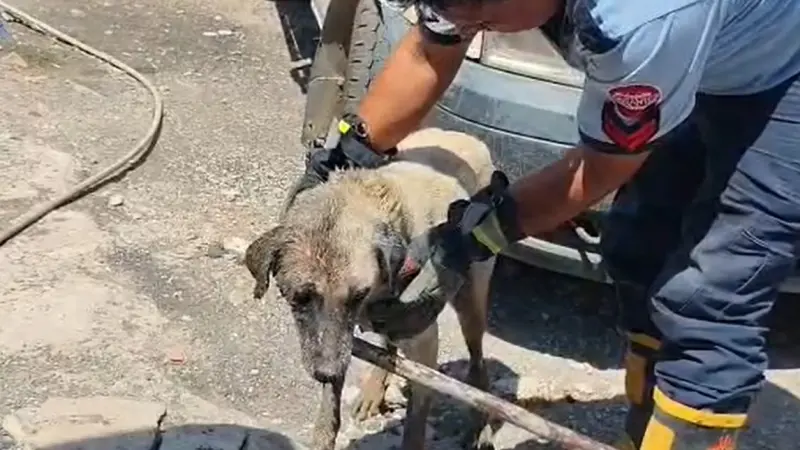 Konteynerin altında sıkışan anne köpek ve yavruları itfaiye ekiplerince kurtarıldı