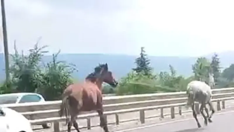 Başıboş atlar trafikte araçlarla yarıştı