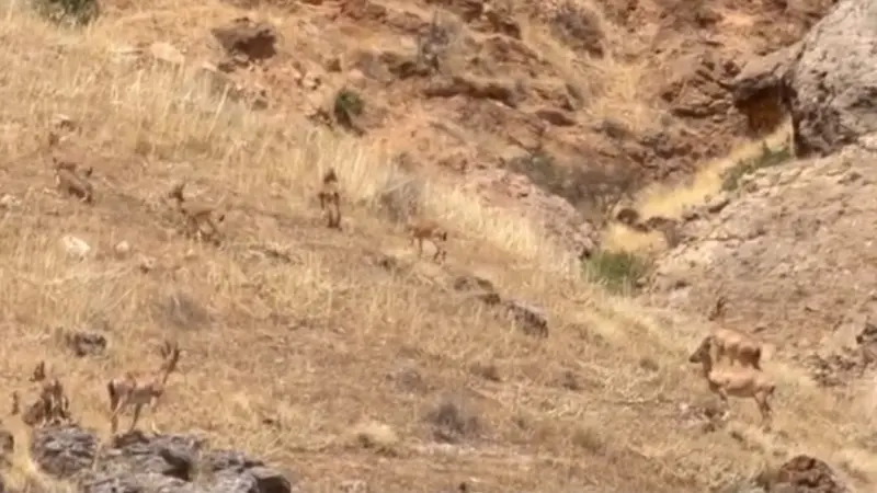 Malatya’da koruma altındaki yaban keçileri sürü halinde görüntülendi