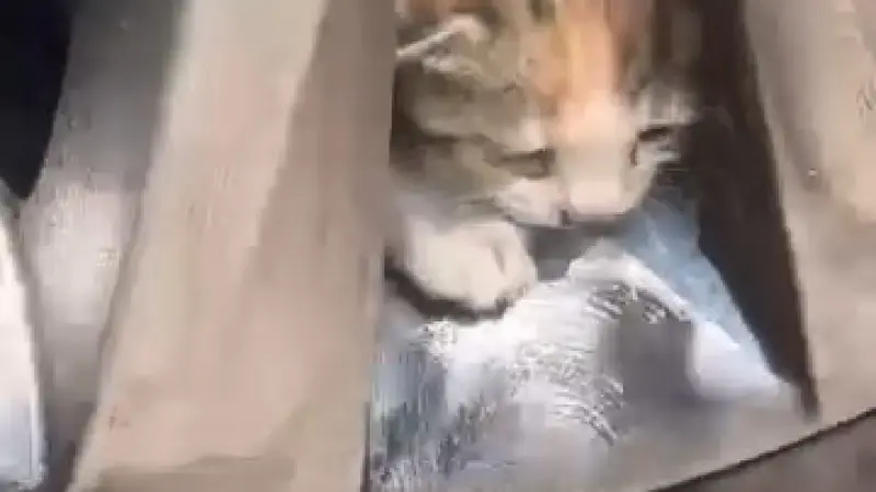 Aracın teker kısmına sıkışan kediler kurtarıldı